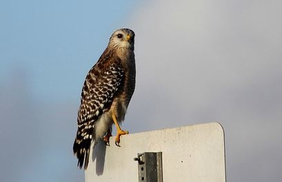 Wie der Falke fliegen lernte…