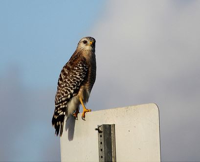 Wie der Falke fliegen lernte…